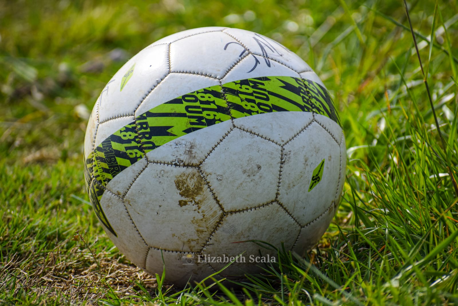 pelota